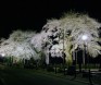 夜の荘川さくら