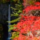秋に彩られた白水の滝（写真は10月下旬）