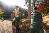 合掌造り屋根葺替
