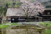 春の合掌造り