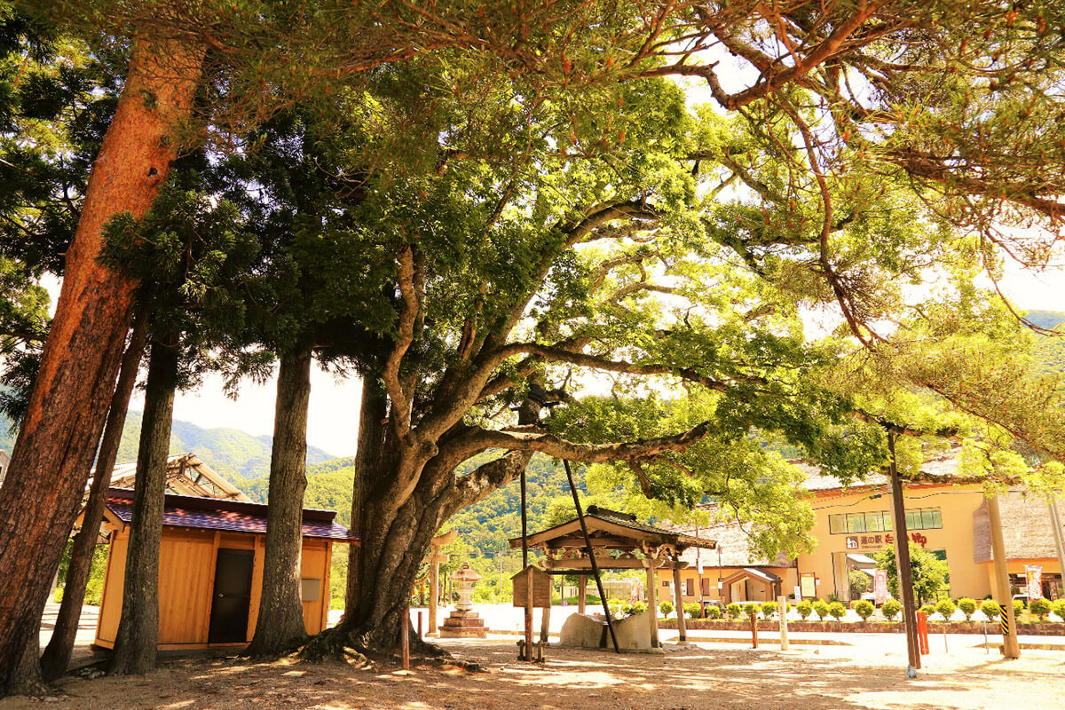 飯島八幡神社のエノキの画像