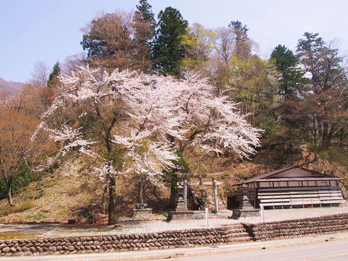 御母衣白山神社社叢の画像