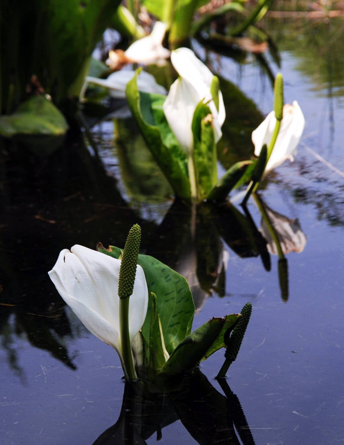 大窪の水芭蕉群生の画像