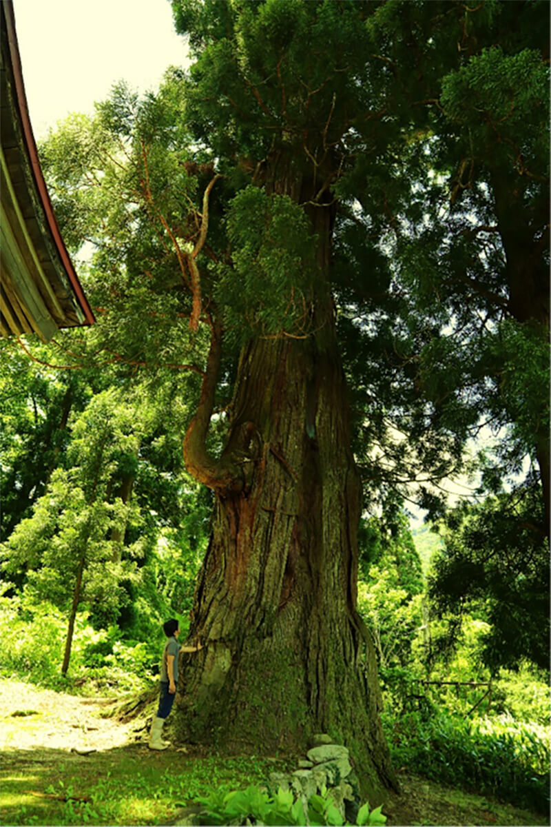 芦倉八幡神社のスギの画像