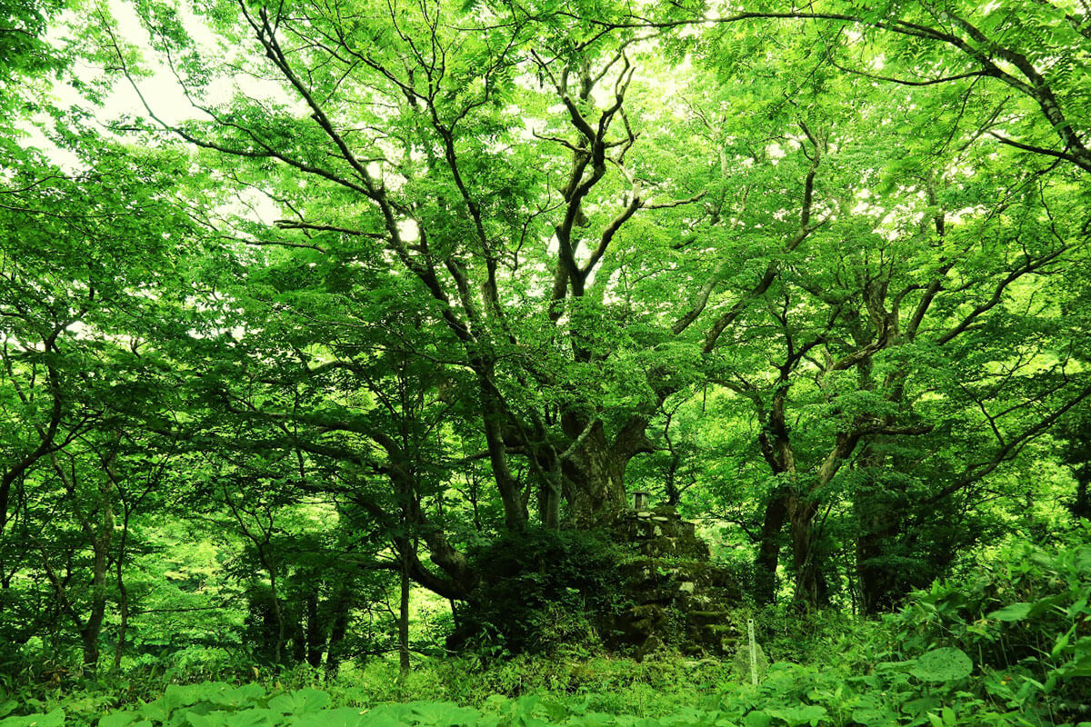 小白川の積石塚群及び大ケヤキの画像