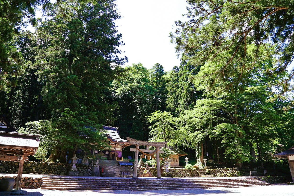 白川八幡神社のスギの画像