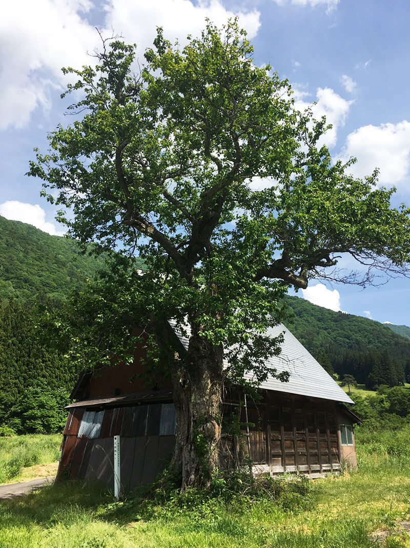 又四郎のナシの画像