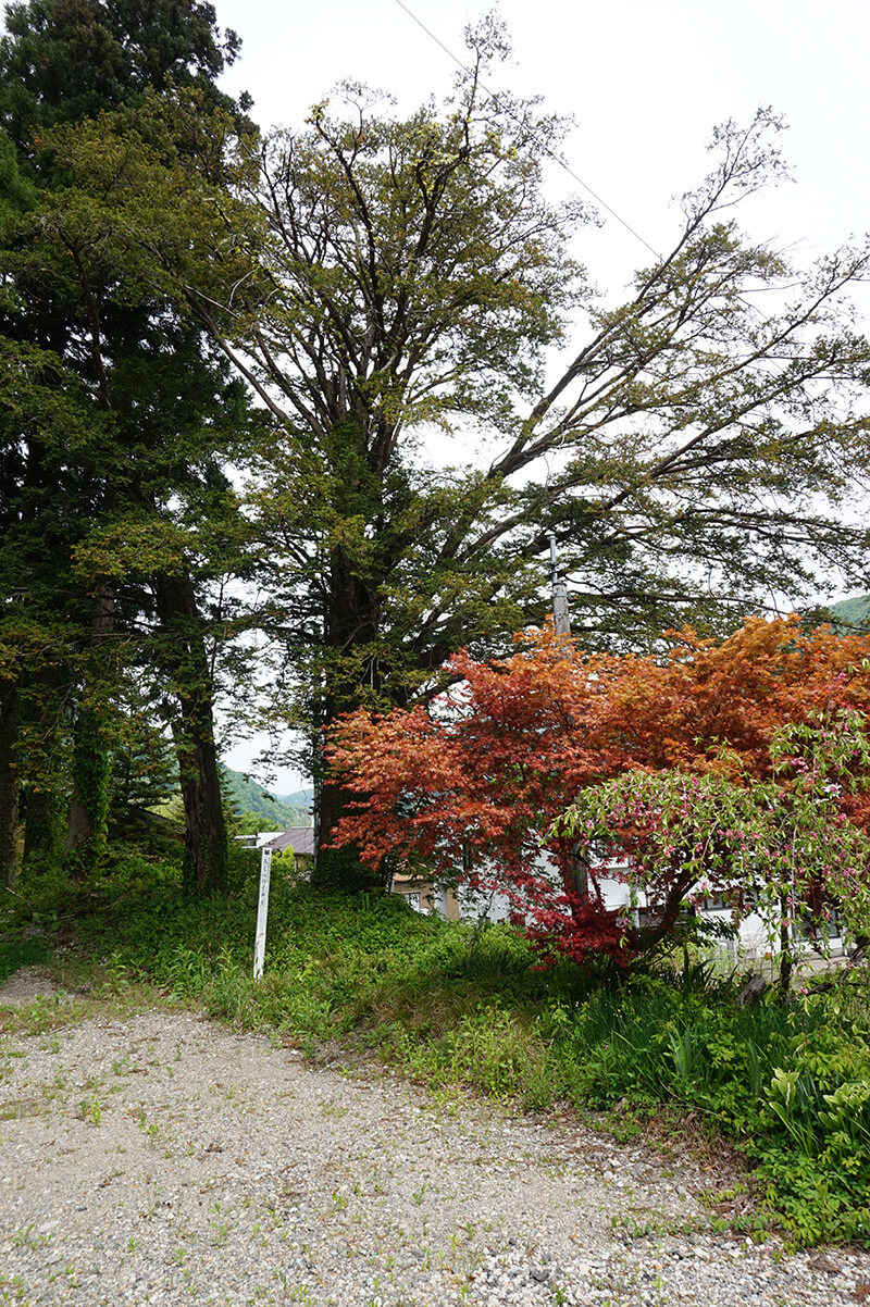 Rokube no Ichii (The yew tree of Rokube)_1