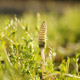 Horsetail_1