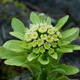 Butterbur Sprouts_1