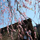Cherry trees in bloom_1
