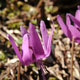 Japanese trout lily_2