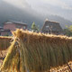 Rice harvest