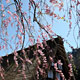 Cherry trees in bloom