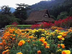 Myozenji Temple Museum_4