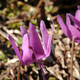 Japanese trout lily