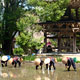 Rice planting festival