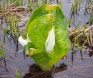 ミズバショウ開花